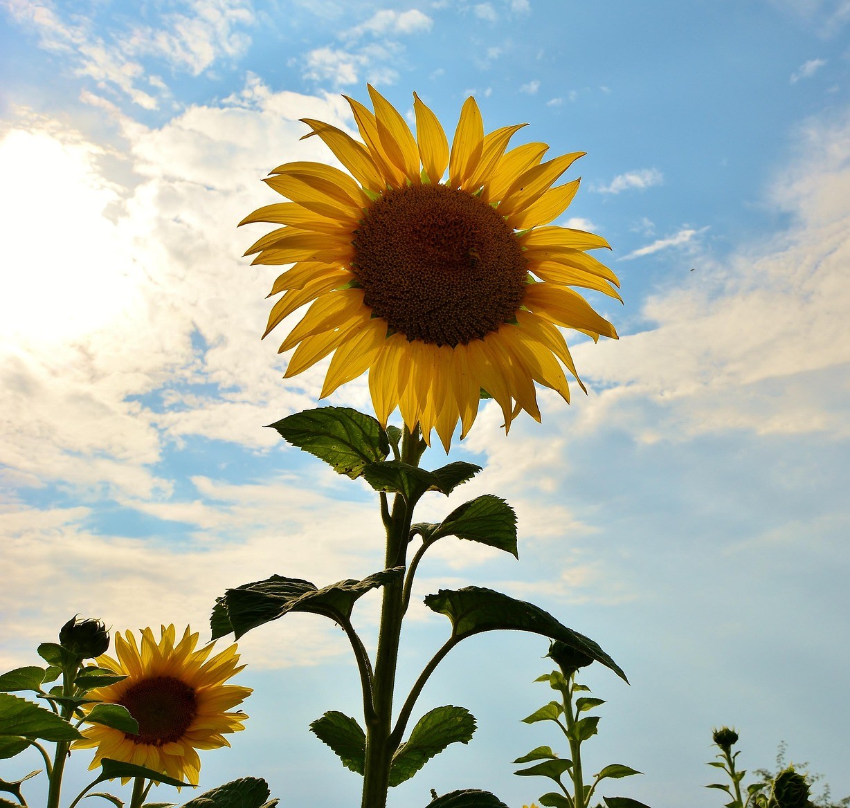 Sandra Cicotte Reckling Obituary on Michigan Memorial Funeral Home